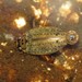 Rhantus gutticollis - Photo (c) C. Mallory, some rights reserved (CC BY-NC), uploaded by C. Mallory