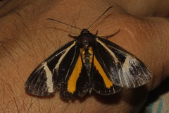 Seirocastnia tribuna