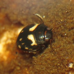 Clarkhydrus corvinus