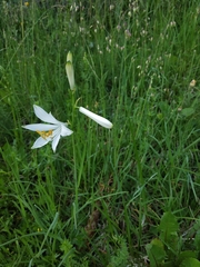 Paradisea liliastrum