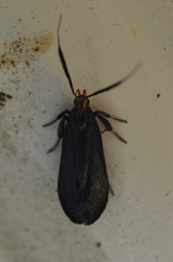 Dichomeris nonstrigella