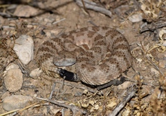 Crotalus stephensi
