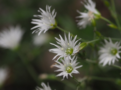 Cerastium schizopetalum iNat (3)