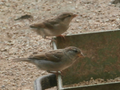 Passer domesticus