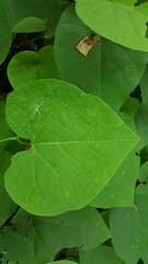 Aristolochia macrophylla