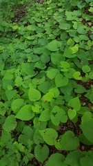 Aristolochia macrophylla
