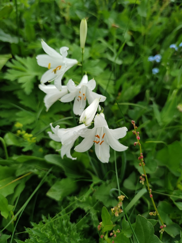 Paradise lily