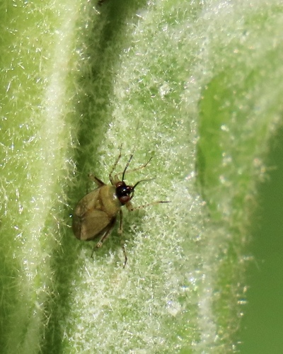 Common Nettle Flower Bug photo 4
