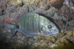 Moroccan White Seabream photo 4