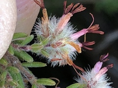 Erica eriocephala