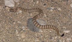 Crotalus stephensi