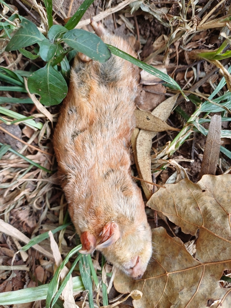 Hottentot Golden Mole