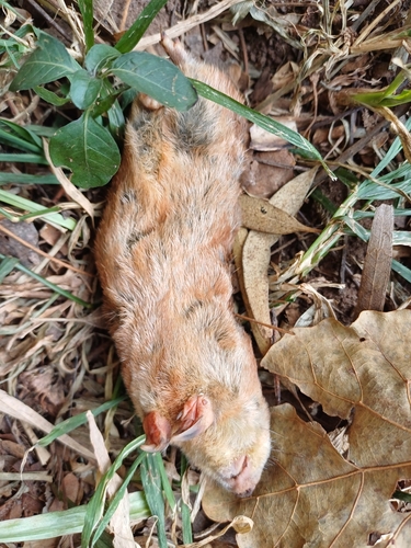 Hottentot Golden Mole