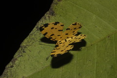 Baeotis sulphurea