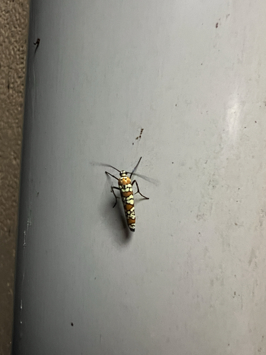 Ailanthus Webworm Moth