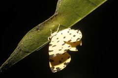 Baeotis sulphurea