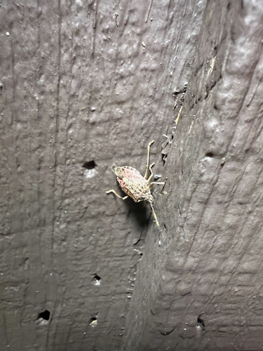 Brown Marmorated Stink Bug