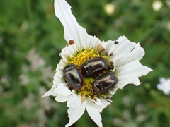 Chrysolina marginata