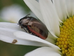 Chrysolina marginata