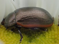 Chrysolina marginata