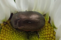 Chrysolina marginata