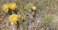 Opuntia cymochila