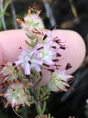 Erica eriocephala
