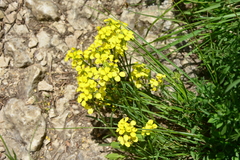 Erysimum maremmanum