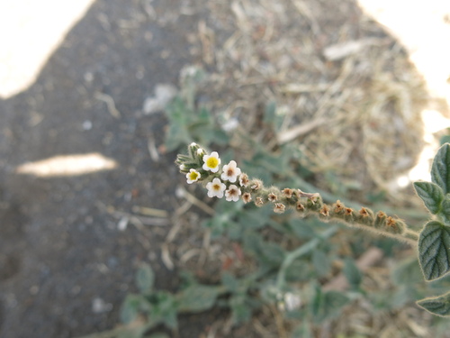 Image of Heliotropium hirsutissimum by (c) Nachman bones, some rights reserved (CC BY)