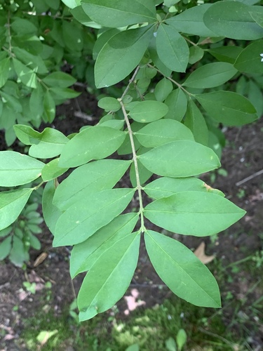 Ligustrum obtusifolium