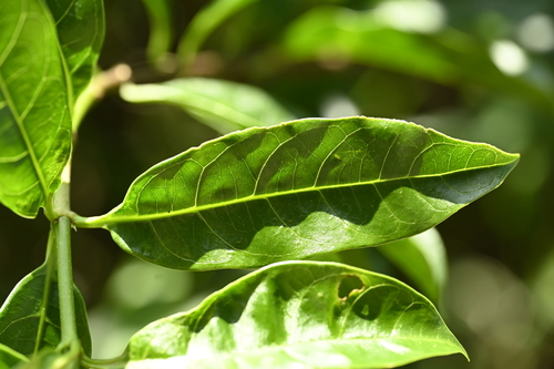 Image of Strophanthus divaricatus by (c) 曾昱承 Yu-Cheng Zeng, some rights reserved (CC BY)