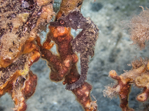 Photo of Short-snouted seahorse (Hippocampus hippocampus)