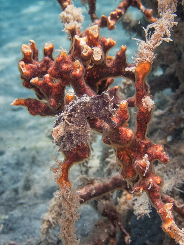 Photo of Short-snouted seahorse (Hippocampus hippocampus)