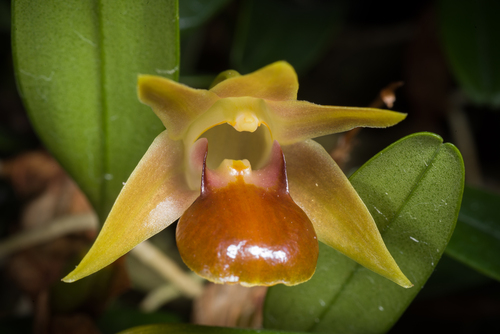 Epigeneium