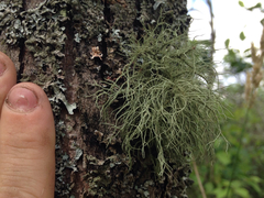 Usnea mutabilis