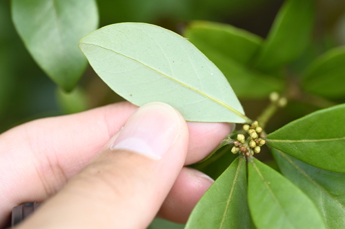 Image of Litsea rotundifolia by (c) 曾昱承 Yu-Cheng Zeng, some rights reserved (CC BY)