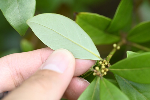Image of Litsea rotundifolia by (c) 曾昱承 Yu-Cheng Zeng, some rights reserved (CC BY)