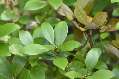 Image of Litsea rotundifolia by (c) 曾昱承 Yu-Cheng Zeng, some rights reserved (CC BY)