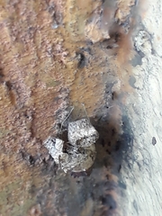 Insecta