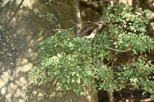 Image of Dalbergia benthamii by (c) 曾昱承 Yu-Cheng Zeng, some rights reserved (CC BY)