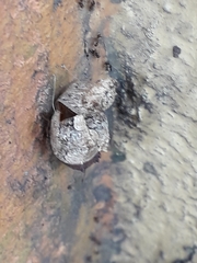 Insecta