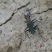 Rounded-thorax Tiger Beetles - Photo (c) giorege1959, some rights reserved (CC BY-NC), uploaded by giorege1959