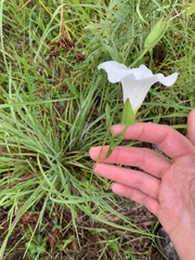 Calystegia sepium limnophila