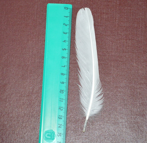 Plume de Goéland cendré