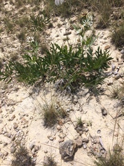 Silphium albiflorum