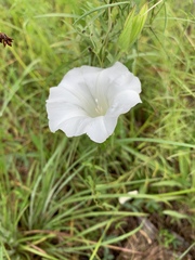 Calystegia sepium limnophila