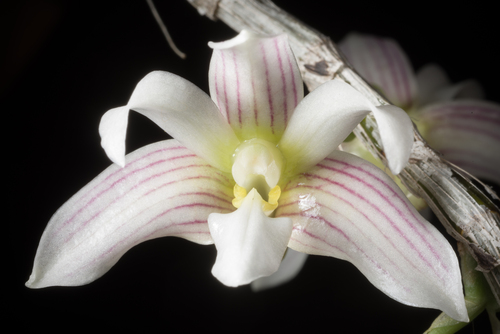 Chameleon Orchid