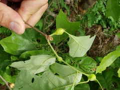 Zapatella quercusphellos