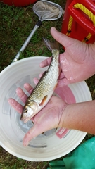 Semotilus corporalis