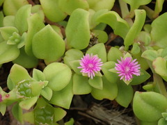 Mesembryanthemum cordifolium: Herkunft und Verwendung — Foto 2
